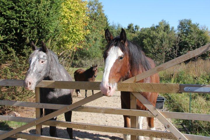 Shire Shirefarm King of Hearts - Dagmar og Louis er meget menneske-glade og venter troeligt ved hegnet ligeså snart de kan høre nogen pusle rundt inde i stalden billede 9