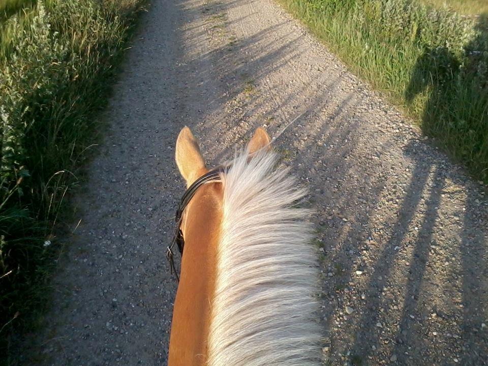 Tysk Sportspony Lavinia<3<3 - er på tur meega hygge billede 15