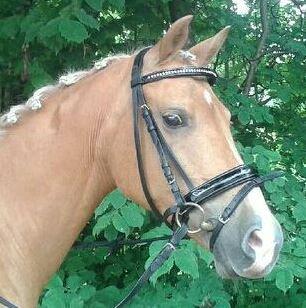 Tysk Sportspony Lavinia<3<3 - smukke ponze! <3 billede 2