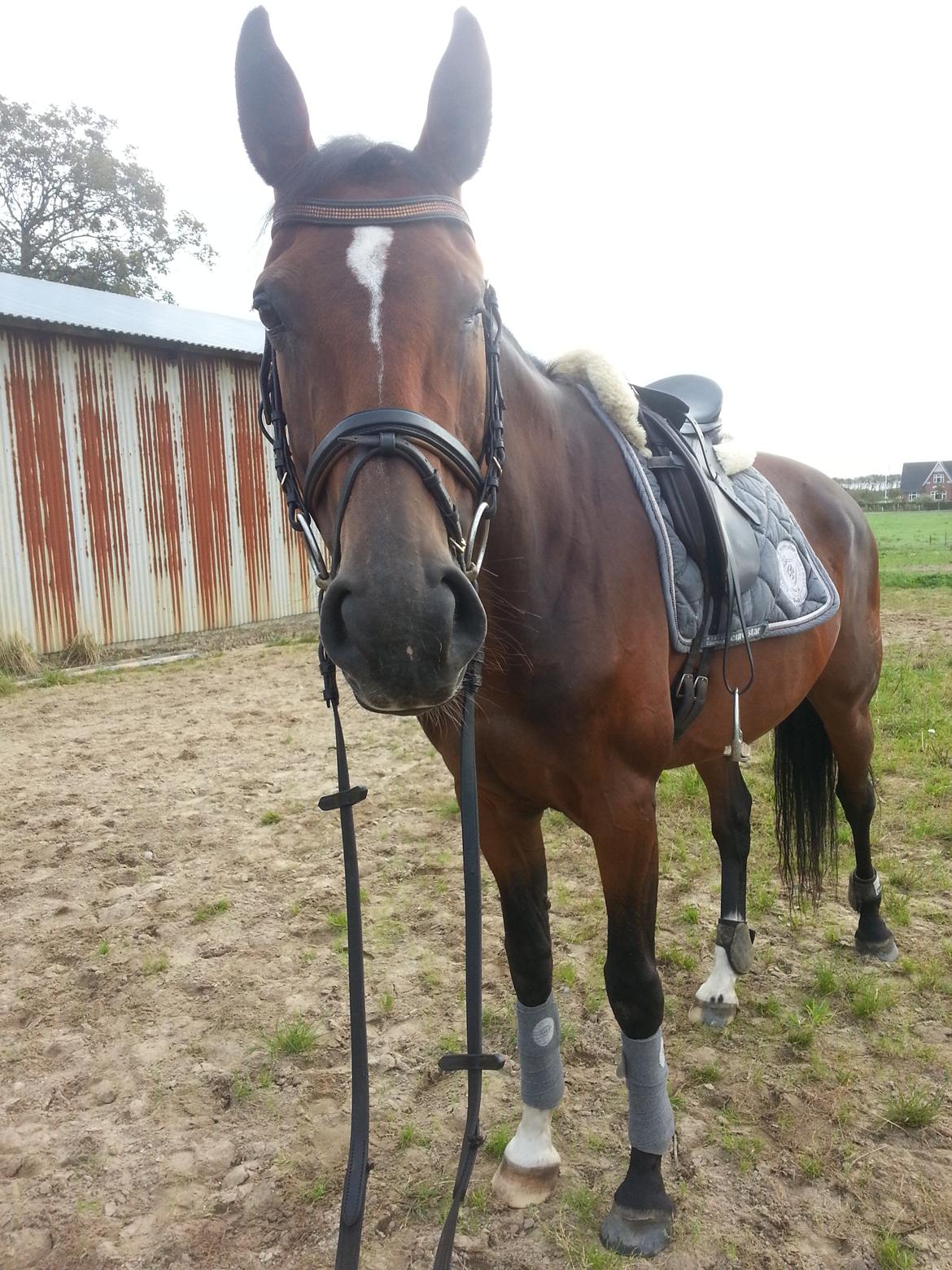 Dansk Varmblod Gørklintgårds Capana billede 14