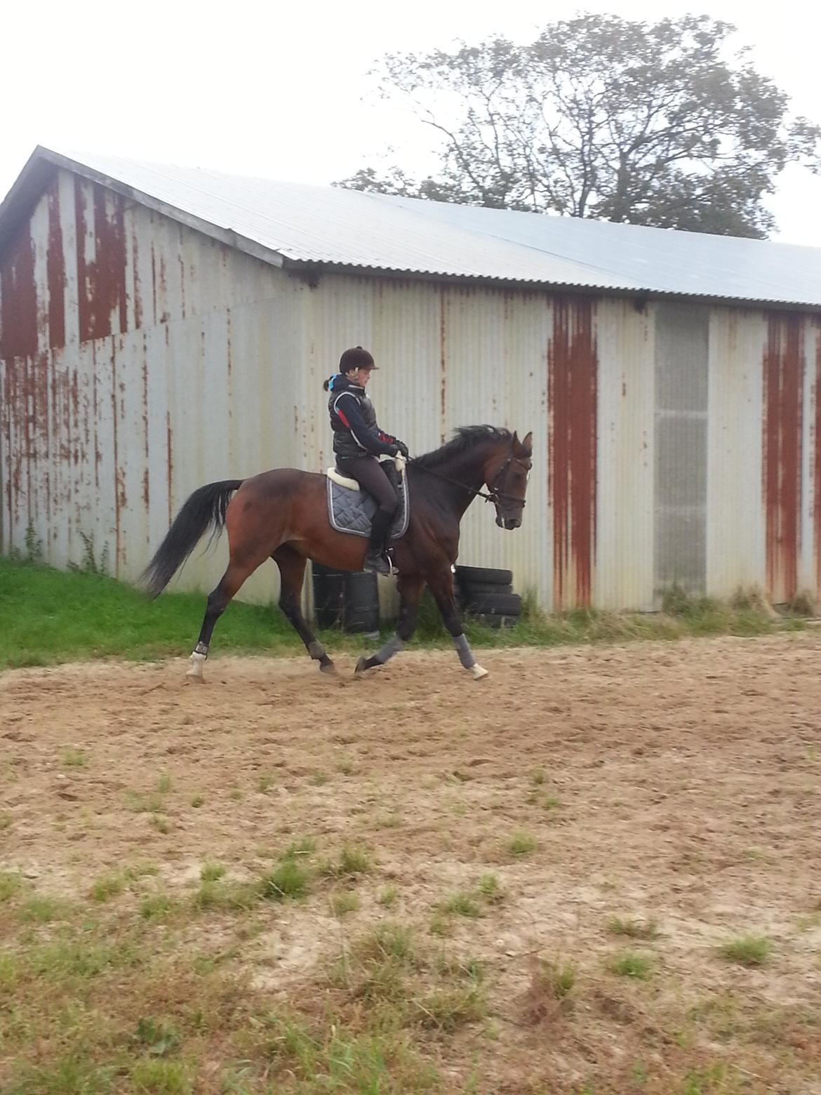 Dansk Varmblod Gørklintgårds Capana billede 15