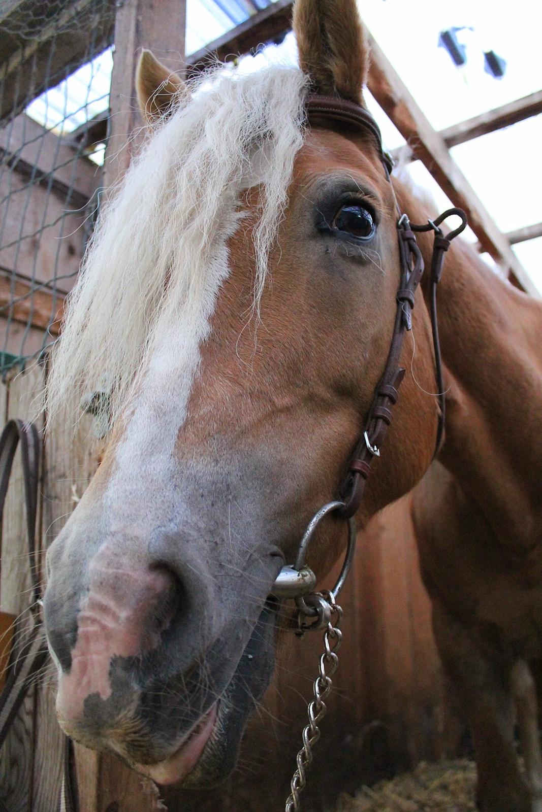 Tyroler Haflinger Tessa (Koen) billede 1