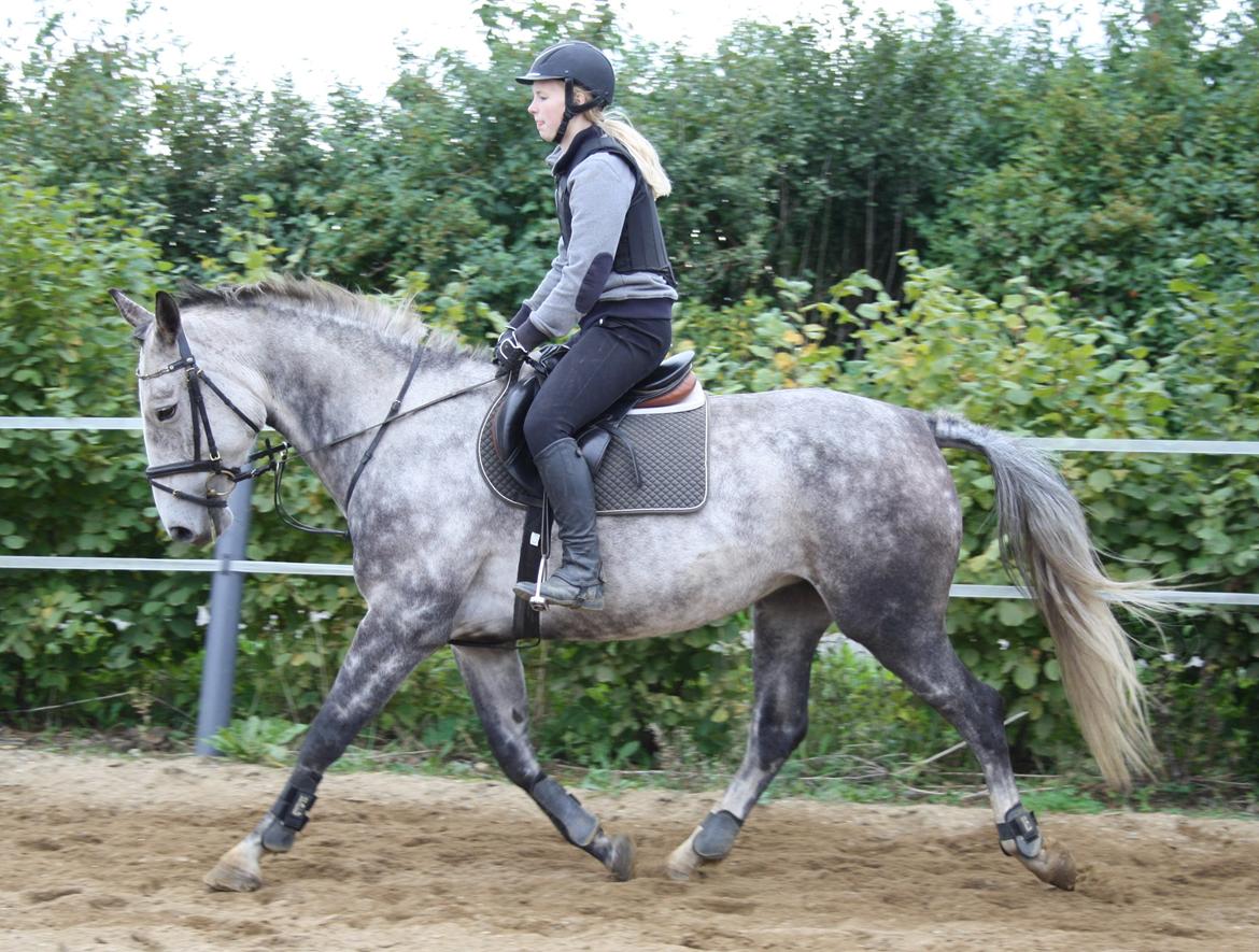 Anden særlig race Cara - SOLGT billede 21