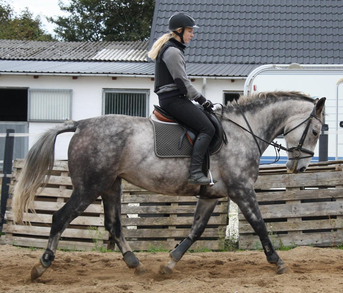 Anden særlig race Cara - SOLGT billede 22