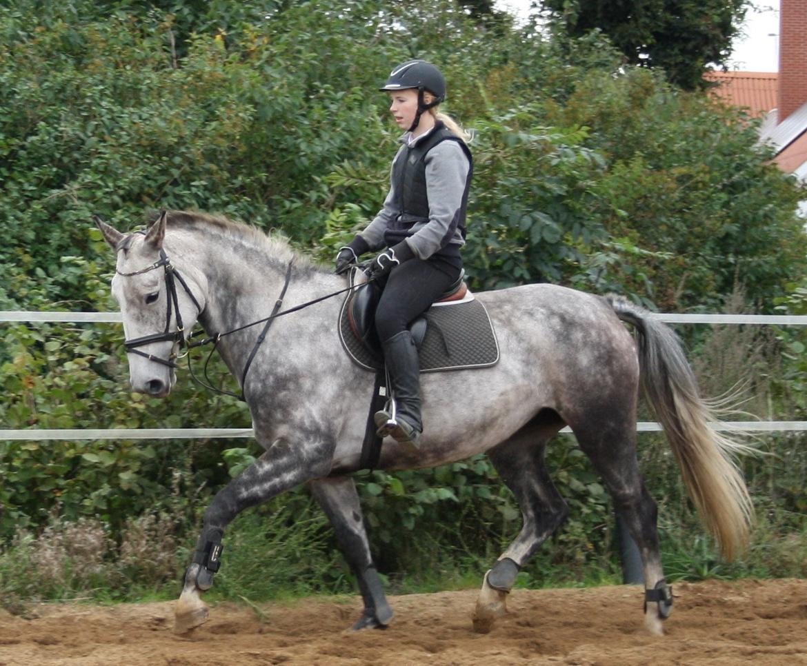 Anden særlig race Cara - SOLGT billede 23