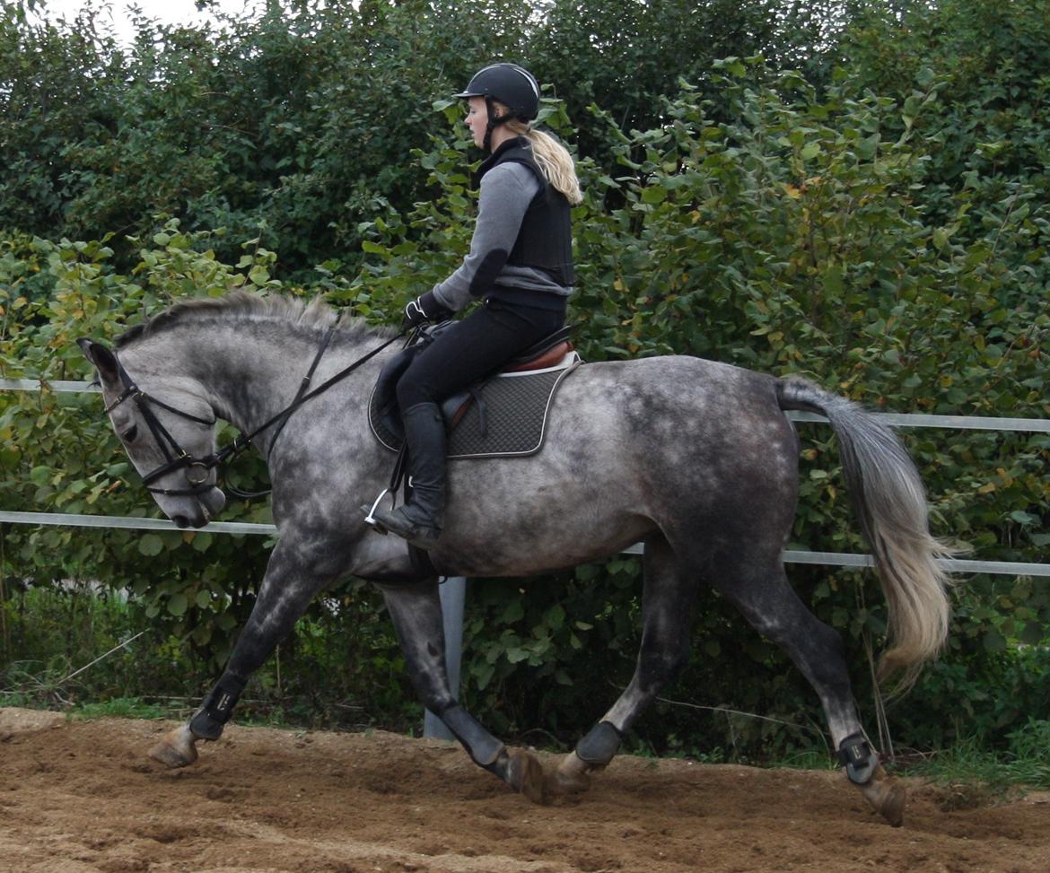 Anden særlig race Cara - SOLGT billede 24