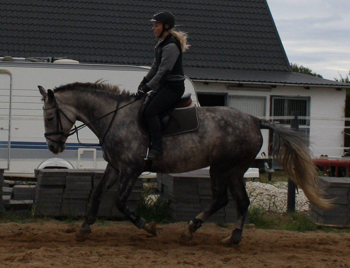 Anden særlig race Cara - SOLGT billede 25