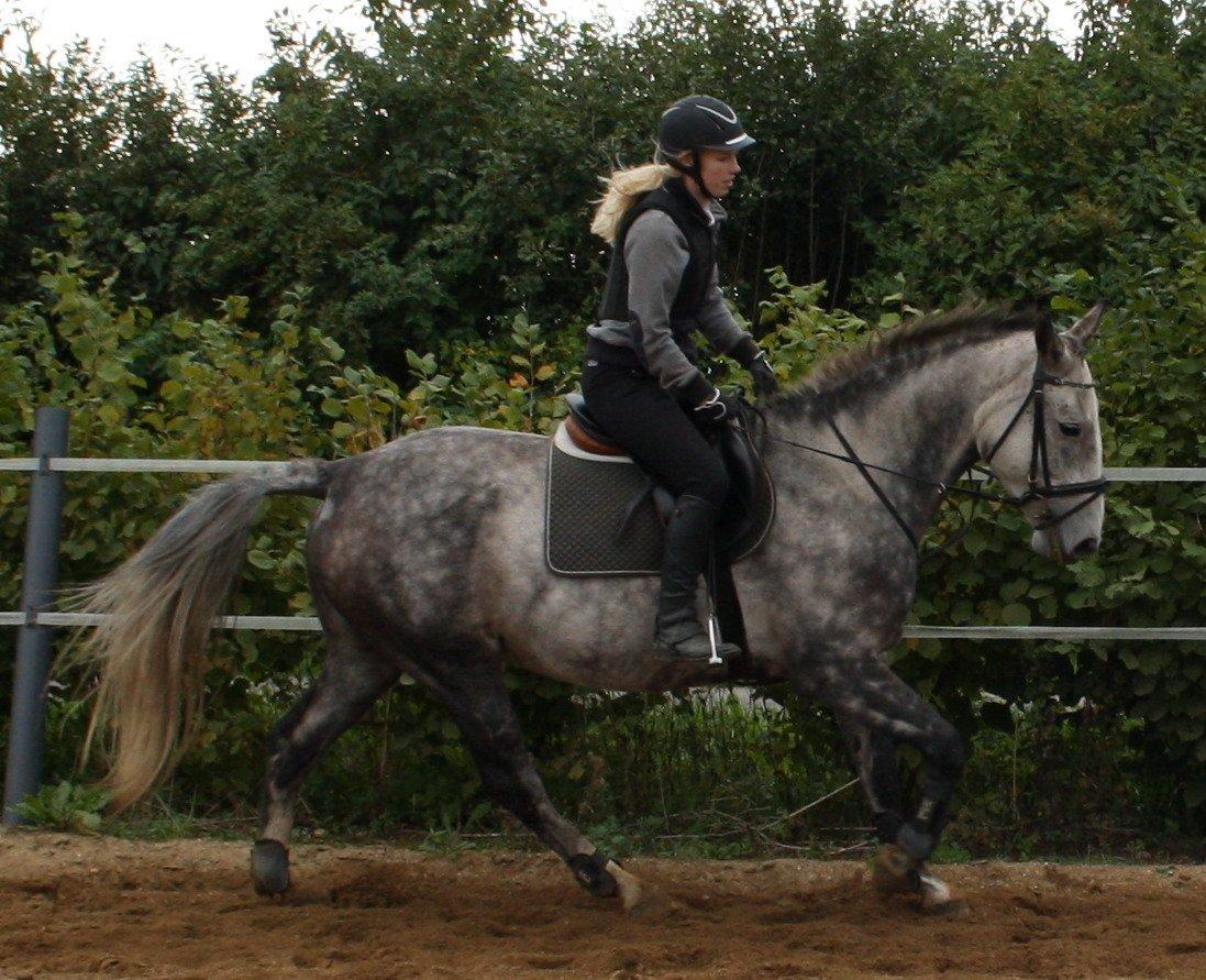 Anden særlig race Cara - SOLGT billede 26