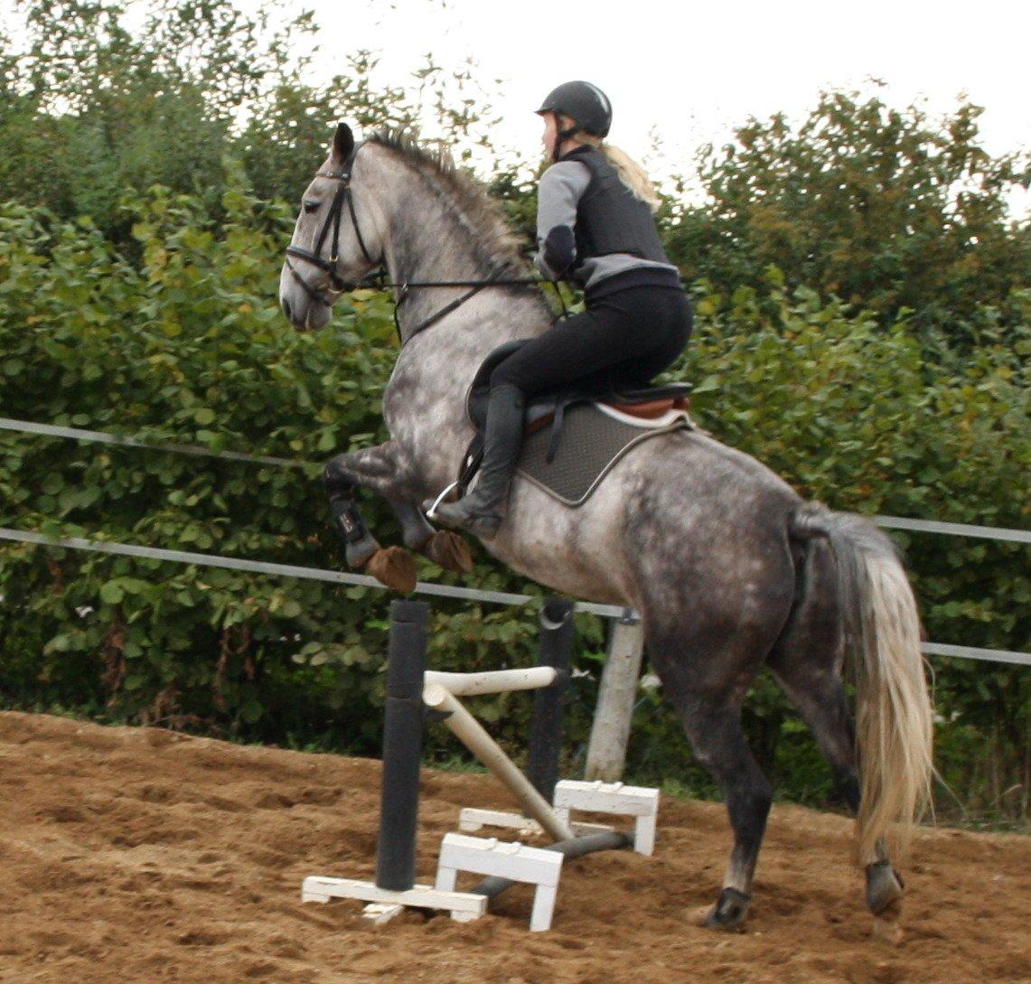 Anden særlig race Cara - SOLGT billede 27