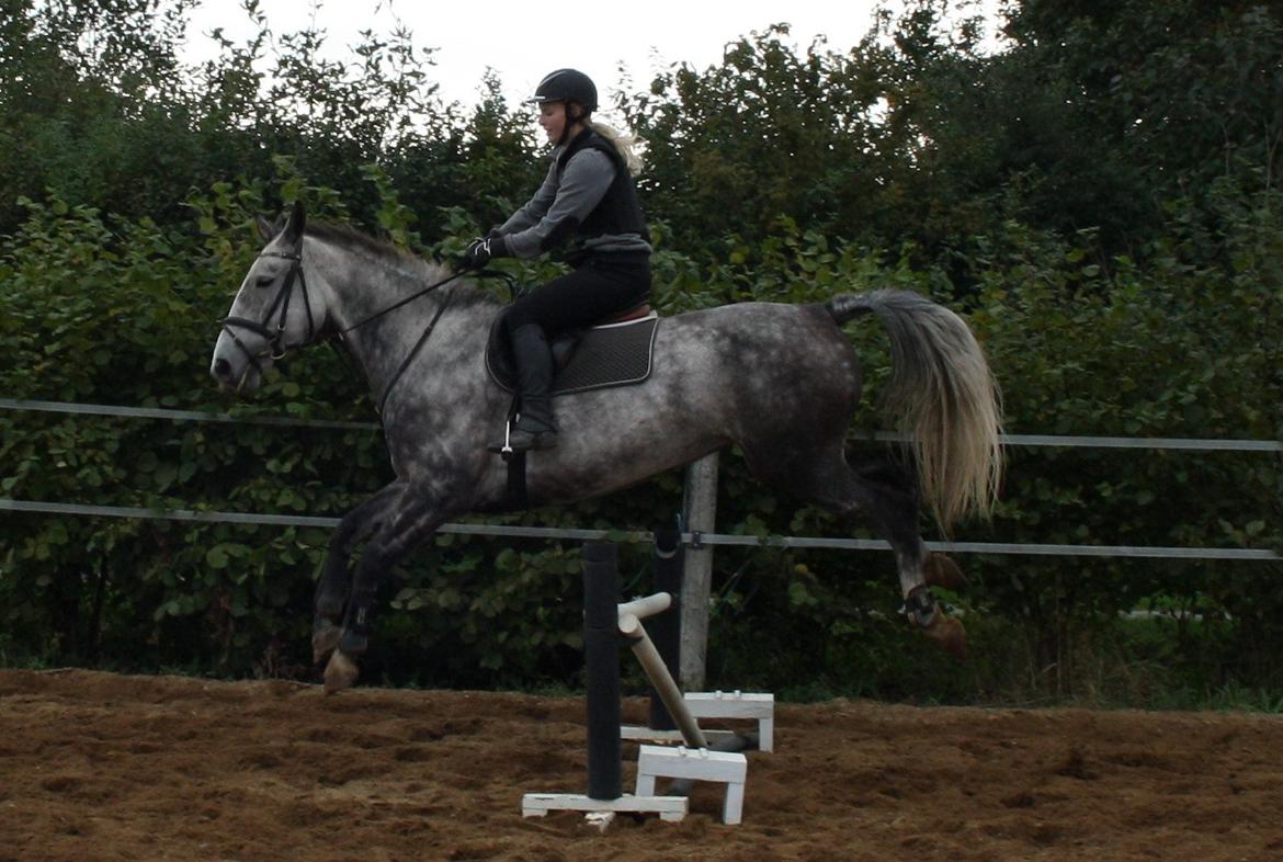 Anden særlig race Cara - SOLGT billede 28