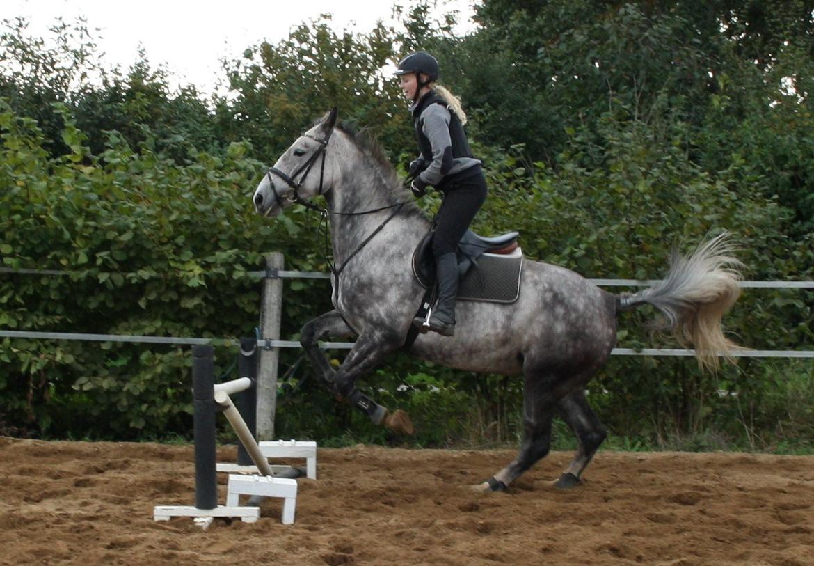 Anden særlig race Cara - SOLGT billede 29