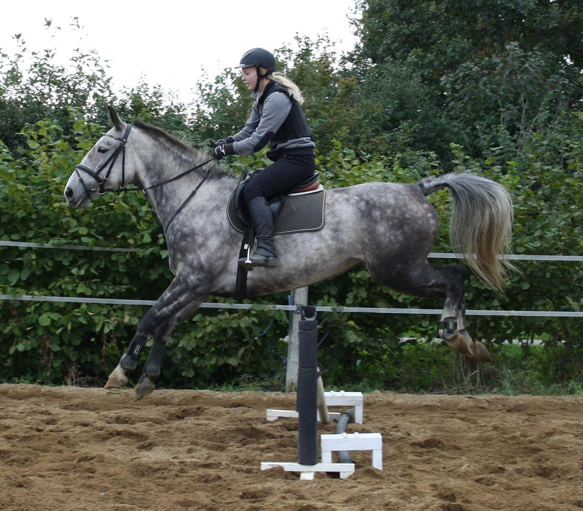 Anden særlig race Cara - SOLGT billede 30
