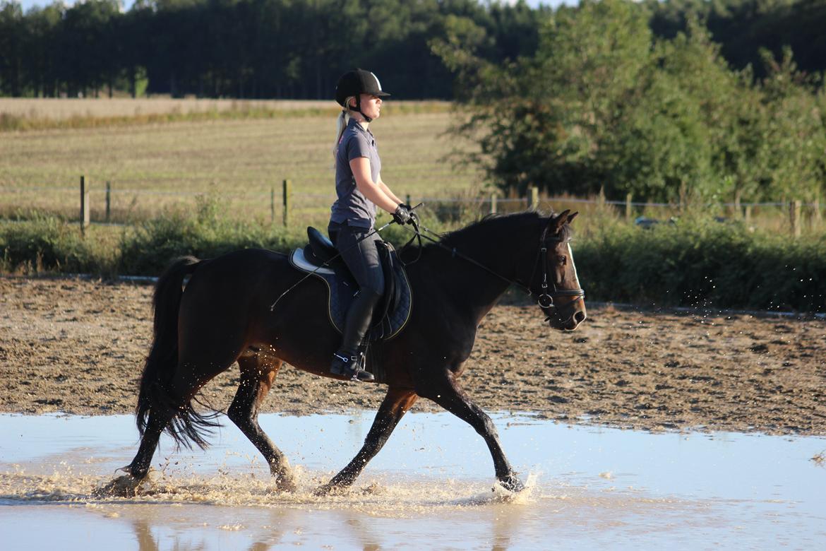 Anden særlig race Pluto - 11/9-13 Undervisning på Stengaard :) billede 15
