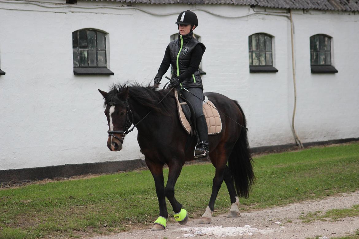 Anden særlig race Pluto - 25/9-13  billede 16