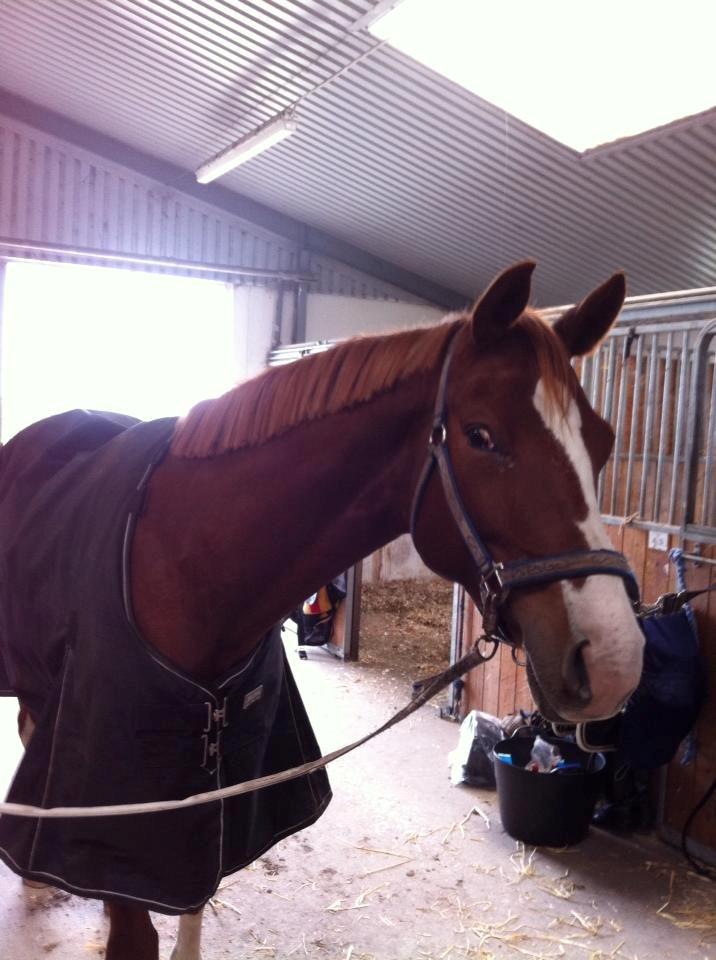 Trakehner Prince Cotta billede 8