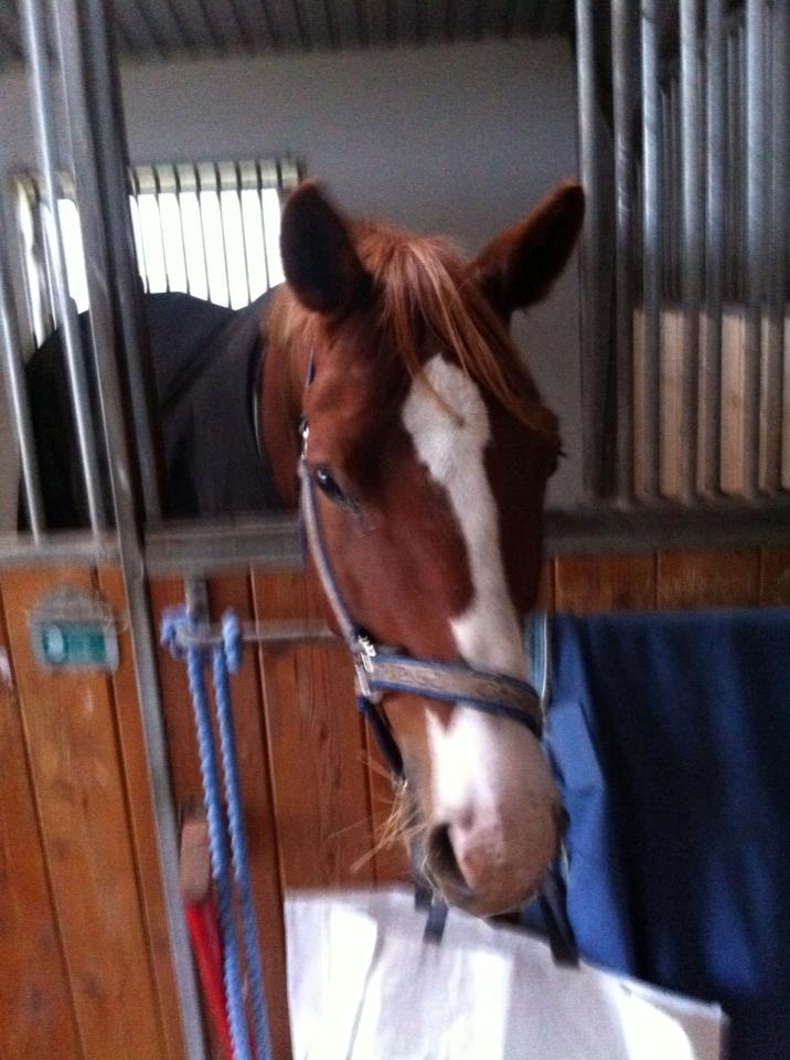 Trakehner Prince Cotta billede 9