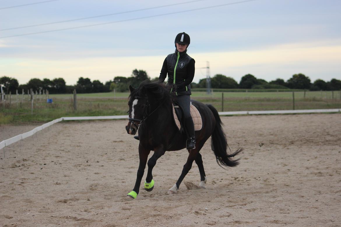 Anden særlig race Pluto - 25/9-13 Undervisning på Stengaard :) billede 17