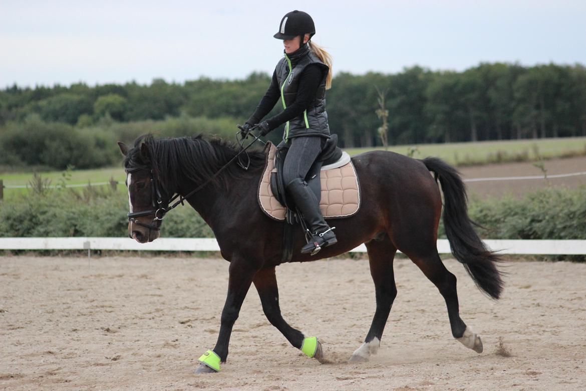 Anden særlig race Pluto - 25/9-13 billede 18