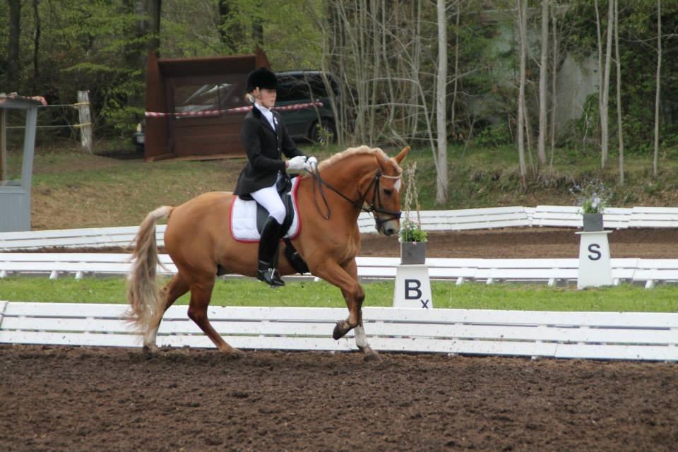 New Forest Kantje's Tommy - Mors 2013, fantastisk oplevelse <3
 billede 15