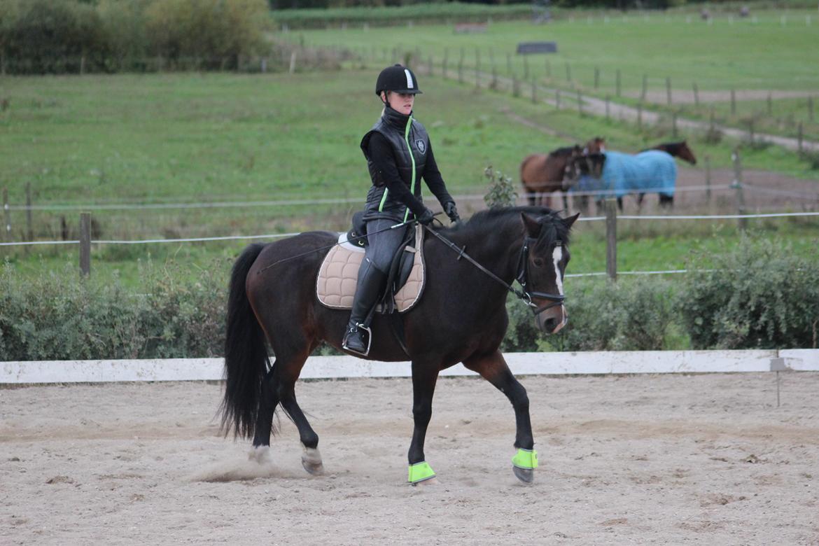 Anden særlig race Pluto - 25/9-13 billede 19