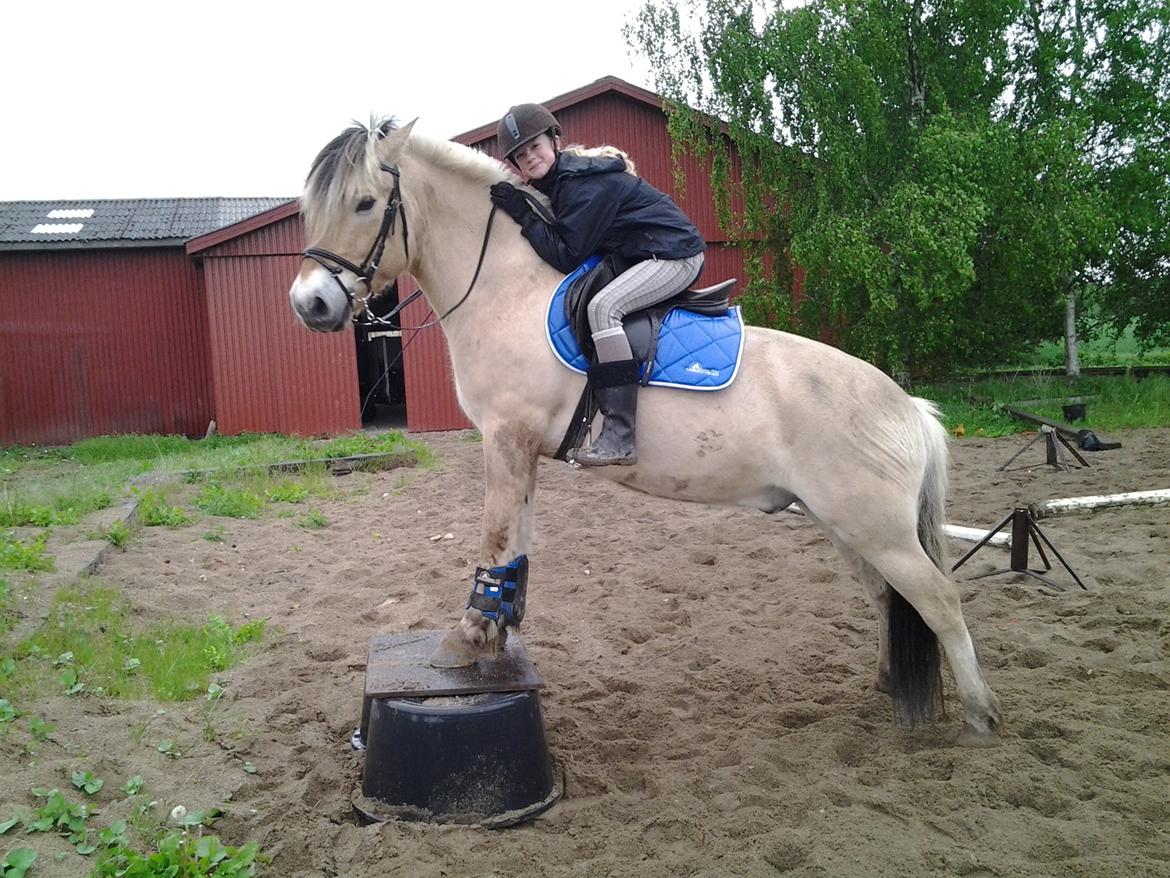 Fjordhest Hagbard Skellerød (Nu en Engel) R.I.P - DU er en engel, sendt fra himlen! billede 10