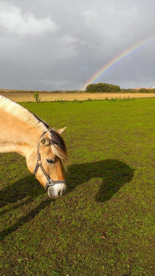 Fjordhest Hagbard Skellerød (Nu en Engel) R.I.P - Du er lige så smuk som den tydeligste regnbue! billede 1