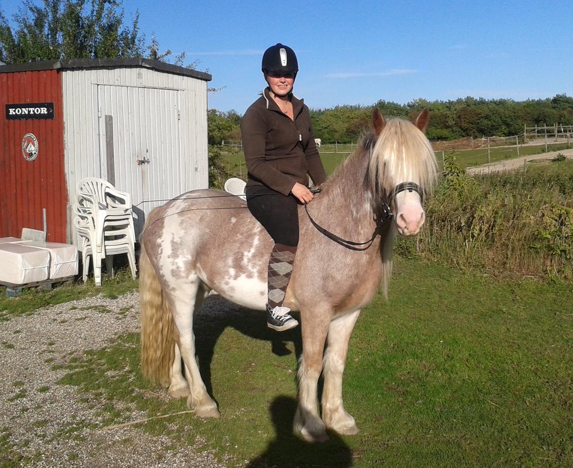 Irish Cob Frilenis Lux billede 5