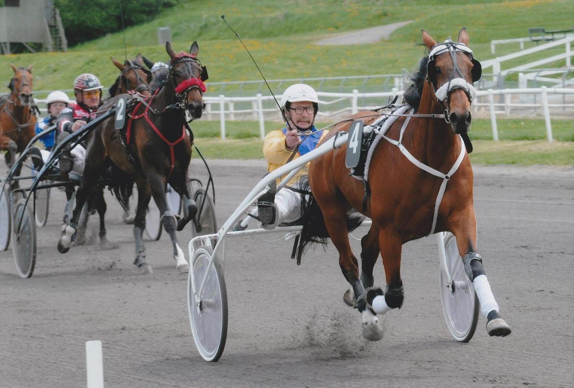 Traver Omars Sahara - Omarse på vej mod sin 2. sejr - og denne gang med føl i maven :)
Århus 25. maj 2013.
 billede 22