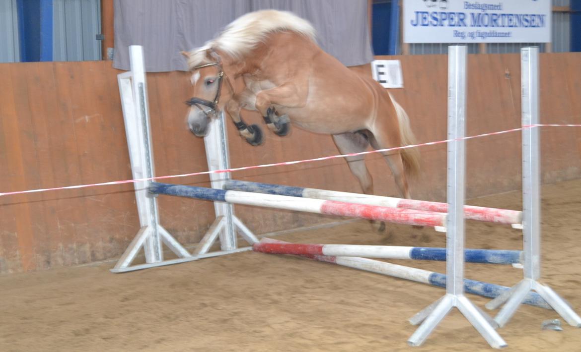 Haflinger Steixi (SOLGT) billede 16