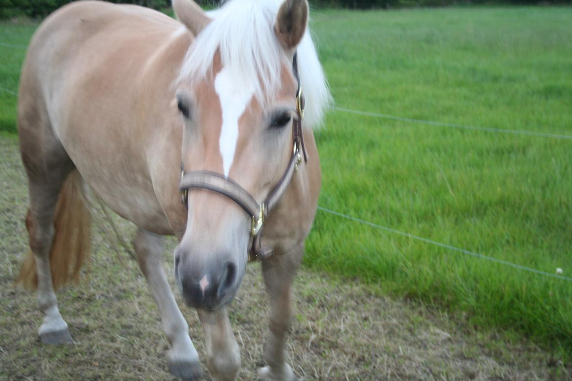 Haflinger Nikita - Nikita sommeren 2012 Hun har nu været ved mig i 1 1/2 år og har været 2 mdr. i ridning ved ND horseteam billede 1