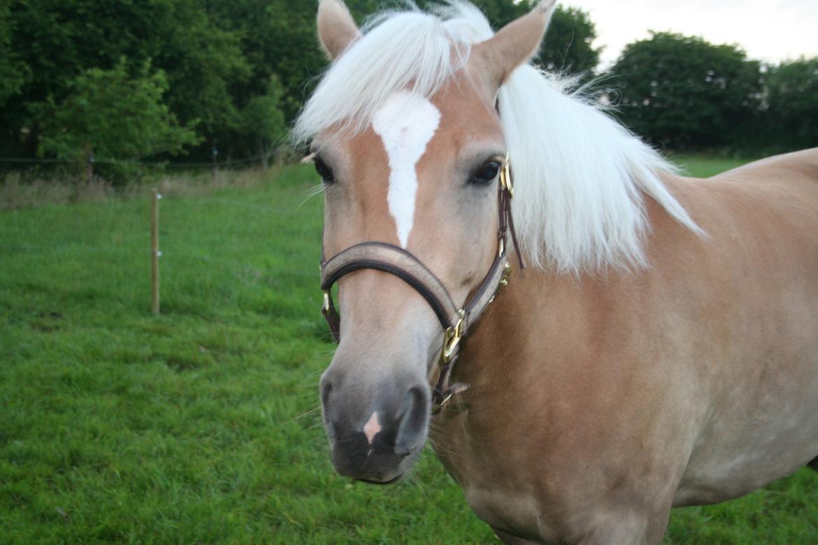 Haflinger Nikita billede 5