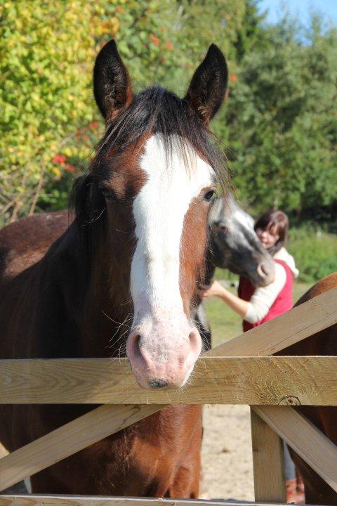 Shire Shirefarm King of Hearts - Louis, september 2013. Ihh, hvor han gror billede 11