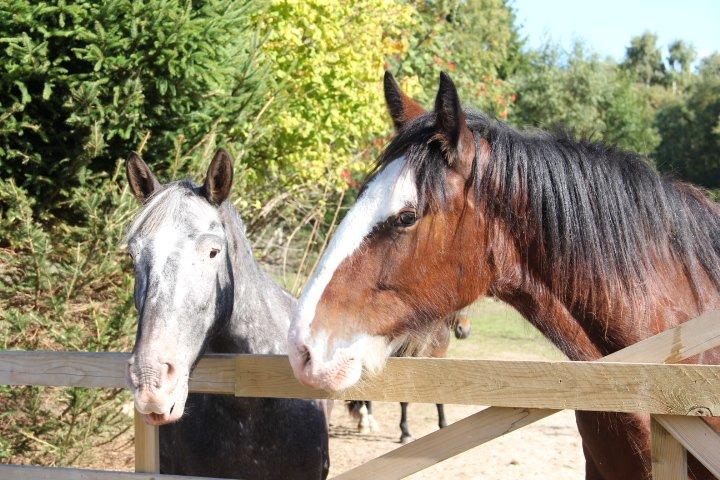 Shire Shirefarm King of Hearts - Dagmar og Louis er belevet bedste fold-kammerater billede 12