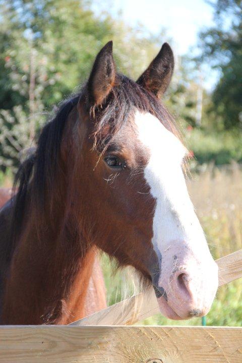 Shire Shirefarm King of Hearts - Louis -mit lille hestebarn. Han fyldte præcis 1½ år, da dette foto blev taget billede 13