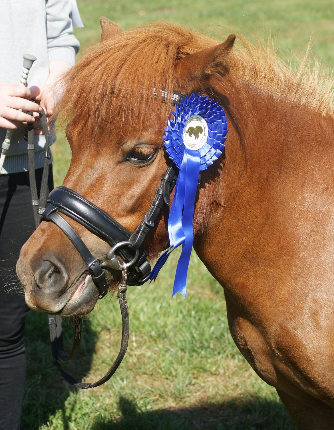 Shetlænder Mette - dyyyygtig pony! fuldstændig som jeg forventede af hende. Stolt mor! kåring 2013 billede 20