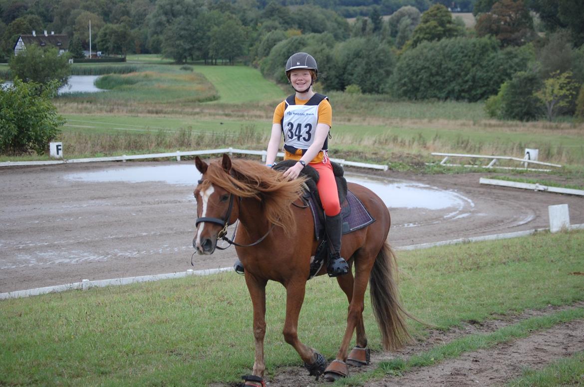 Anden særlig race Findus - Til TREC, næsten færdig med distancen - Foto: Min mor billede 3