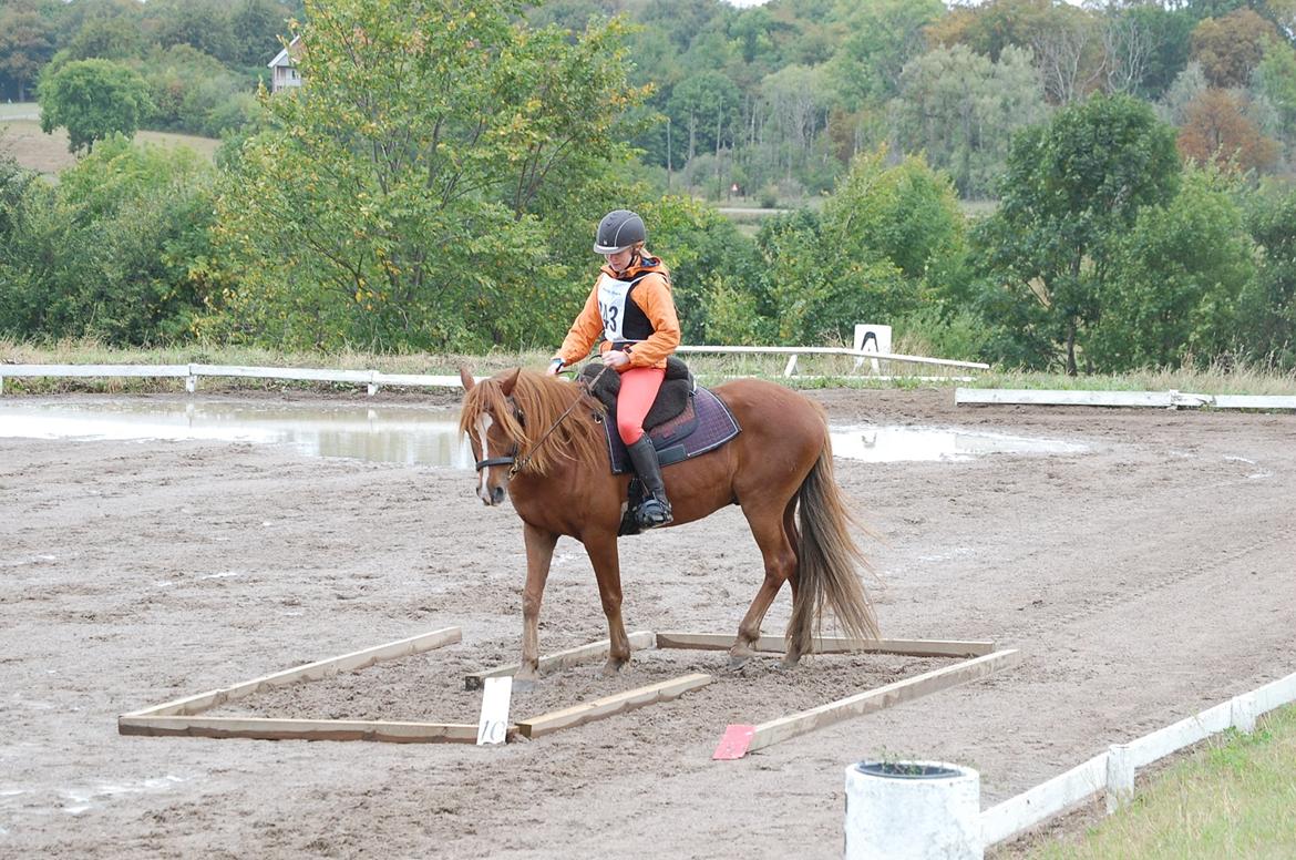Anden særlig race Findus - Også TRED, på vej igennem 'labyrinten' - Foto: Min mor billede 4