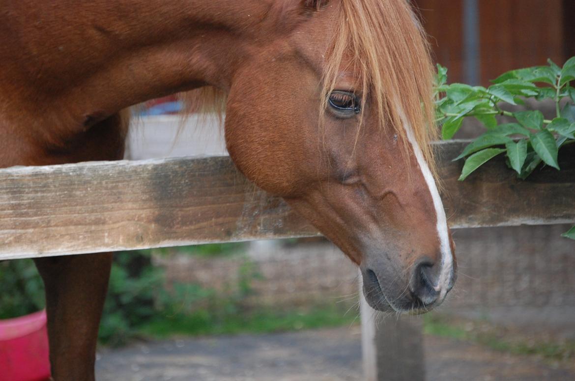 Anden særlig race Findus - Findus's måde at se sød ud på, hvis man kommer med en madspand - Foto: Mig billede 5