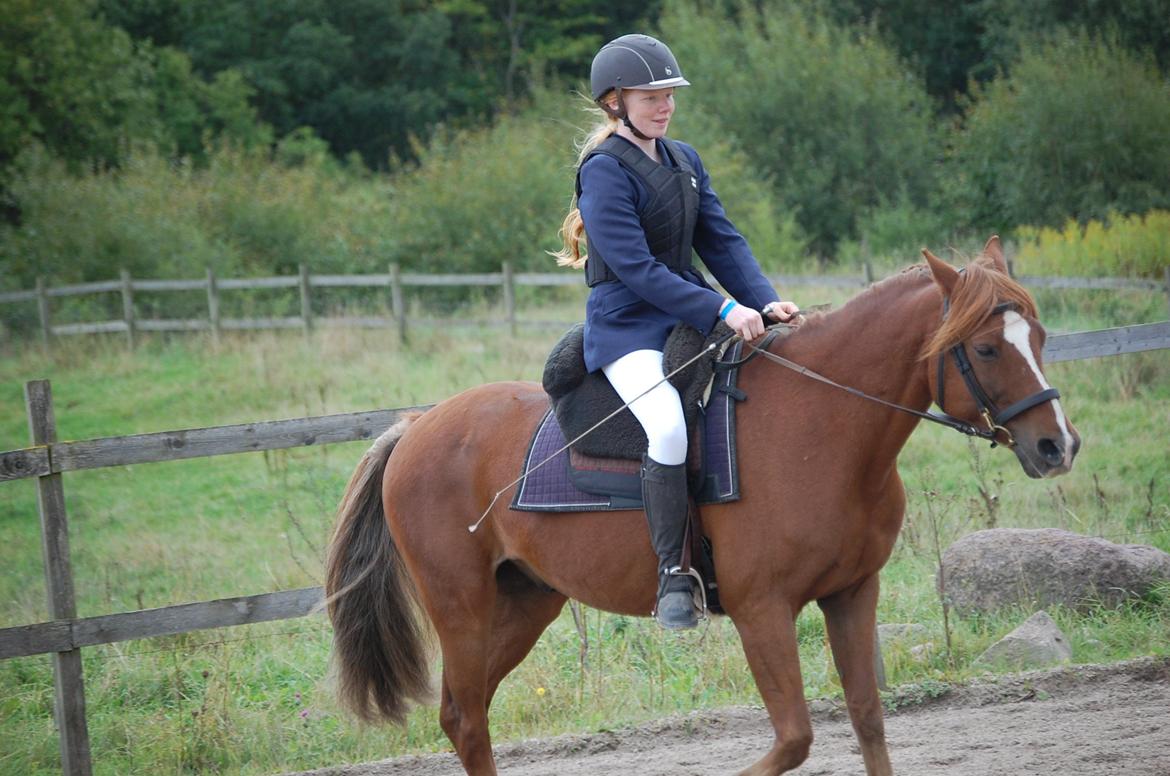 Anden særlig race Findus - Dressur, galopprogram. - Foto: Min lillesøster billede 6