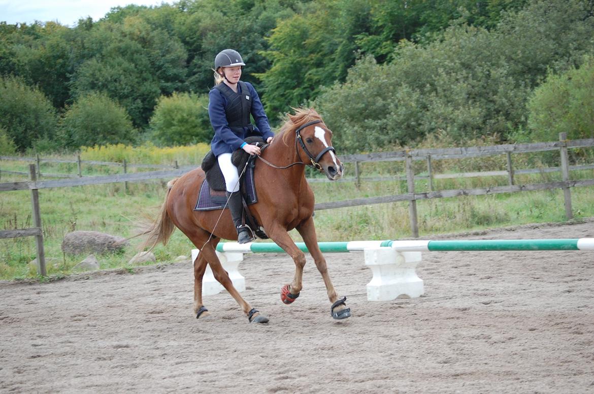 Anden særlig race Findus - Og et dressur billede mere - Foto: Min lillesøster billede 7