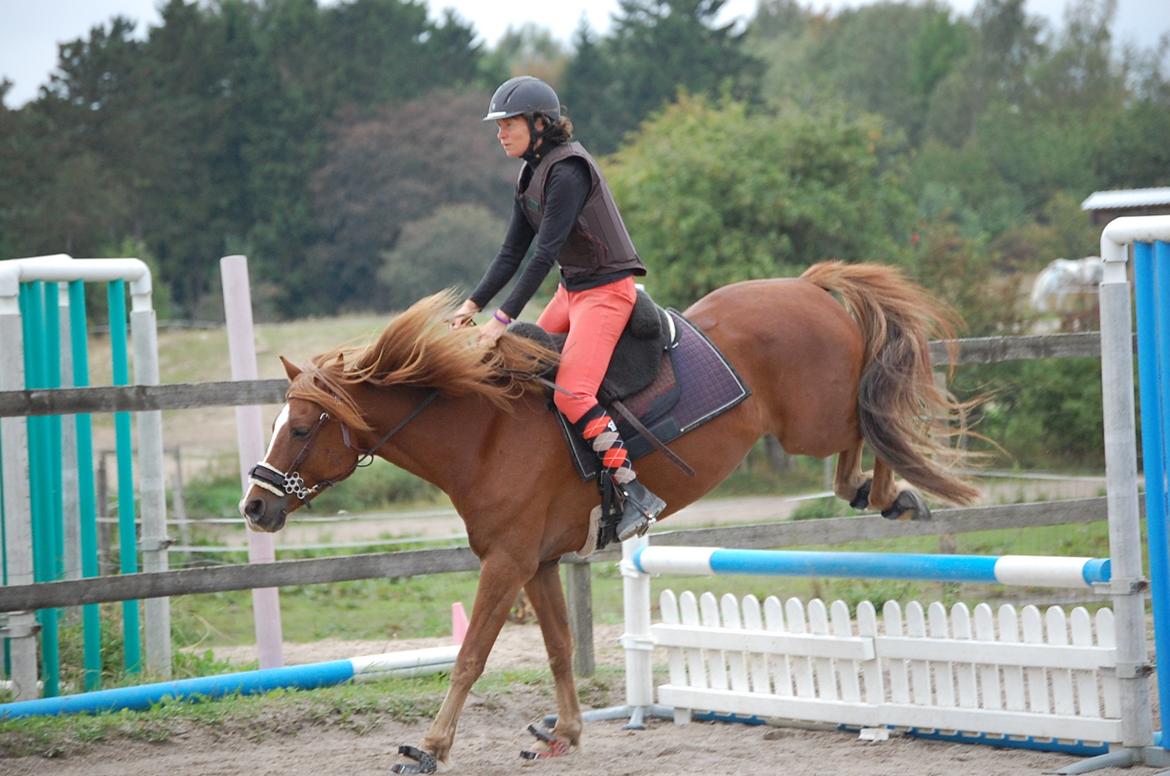 Anden særlig race Findus - 70 cm med ejer og avler Christina - Foto: Mig billede 11