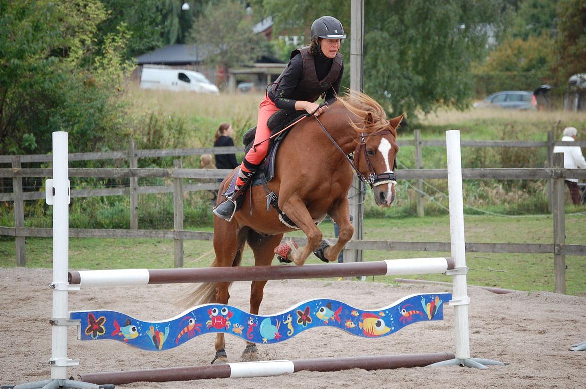 Anden særlig race Findus - Her springer Findus 80cm, med Ejer og Avler Christina - Foto: Mig billede 10