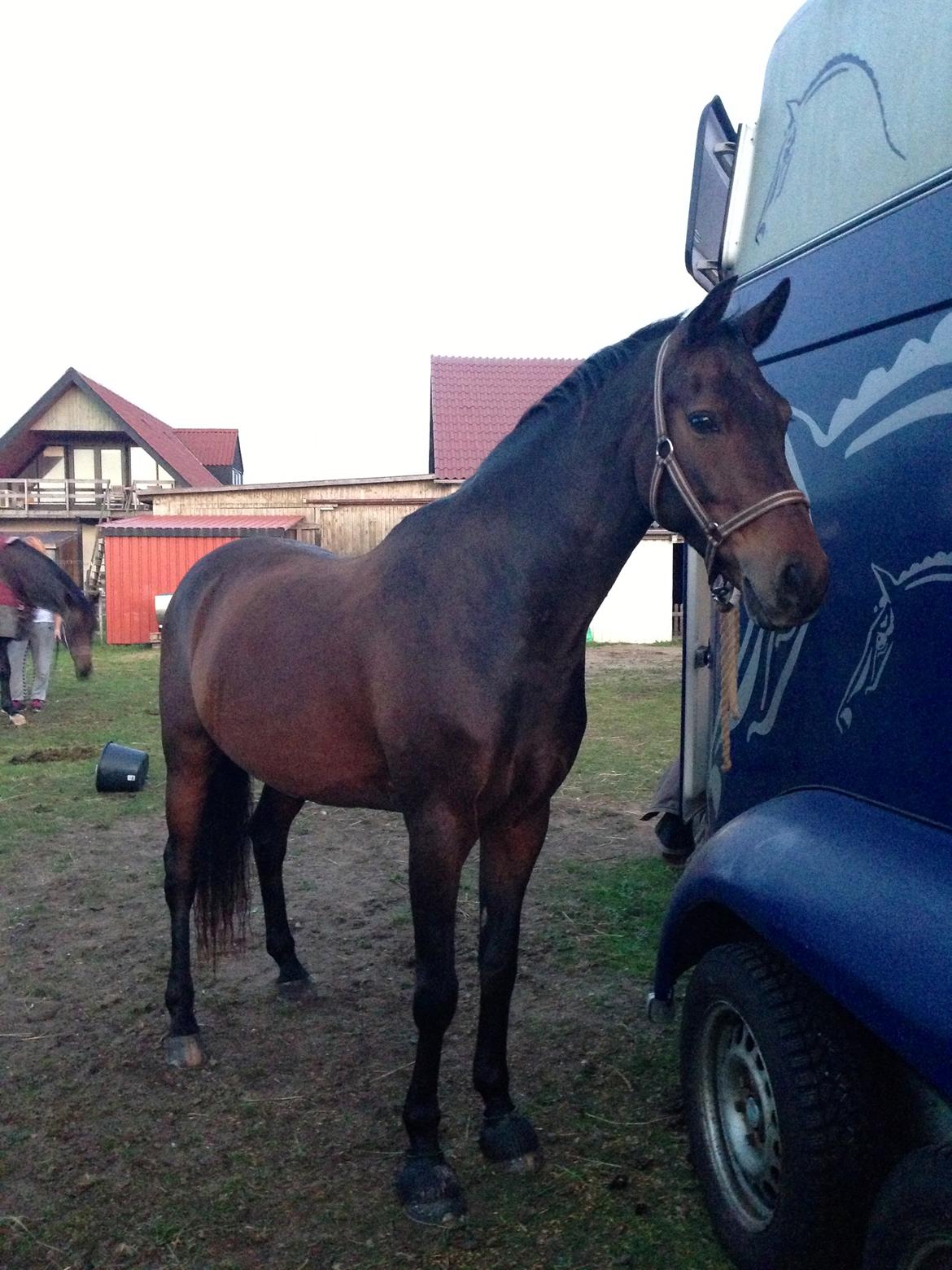 Welsh Cob (sec D) Albrechtshoeve Niels Cornelis billede 19