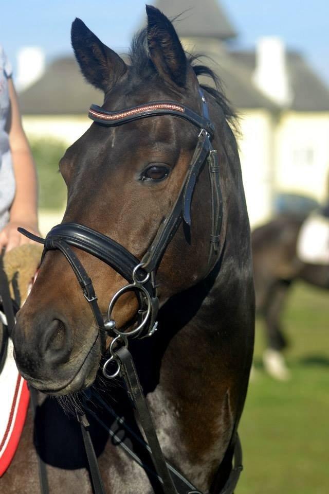 Welsh Cob (sec D) Albrechtshoeve Niels Cornelis billede 21