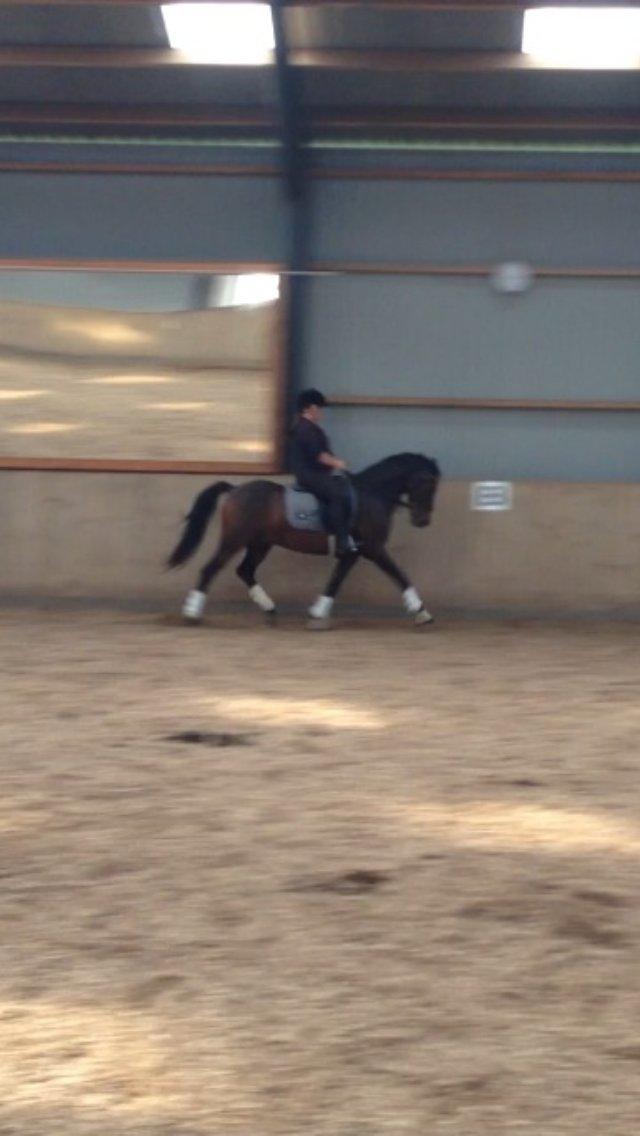 Welsh Cob (sec D) Albrechtshoeve Niels Cornelis billede 23