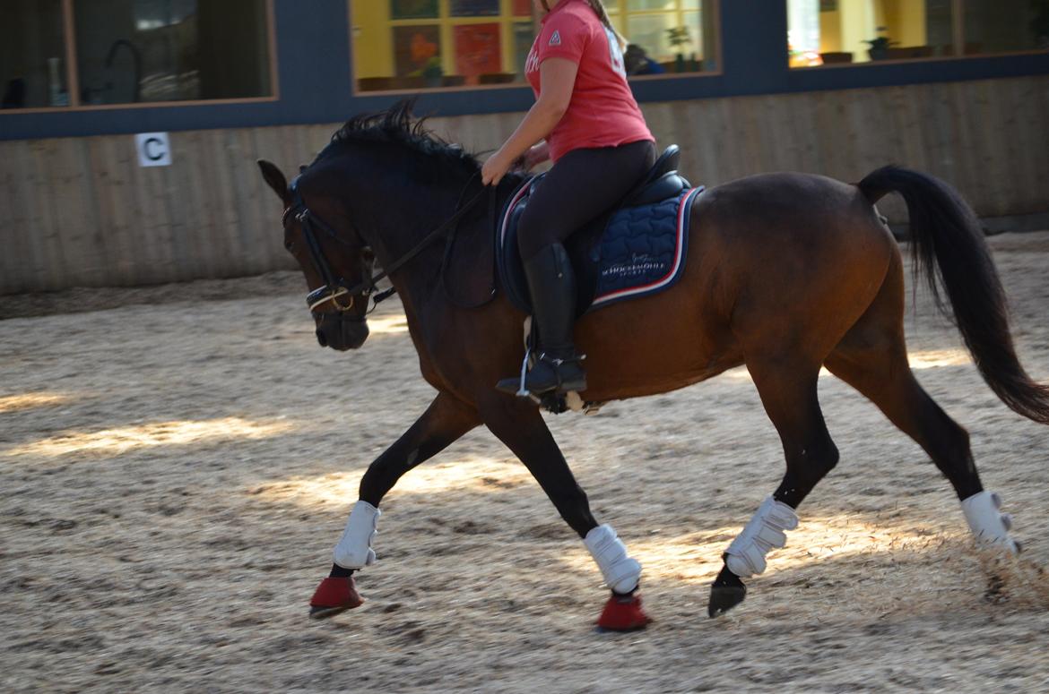Welsh Cob (sec D) Albrechtshoeve Niels Cornelis - D 20 august 2013 på ANE billede 2