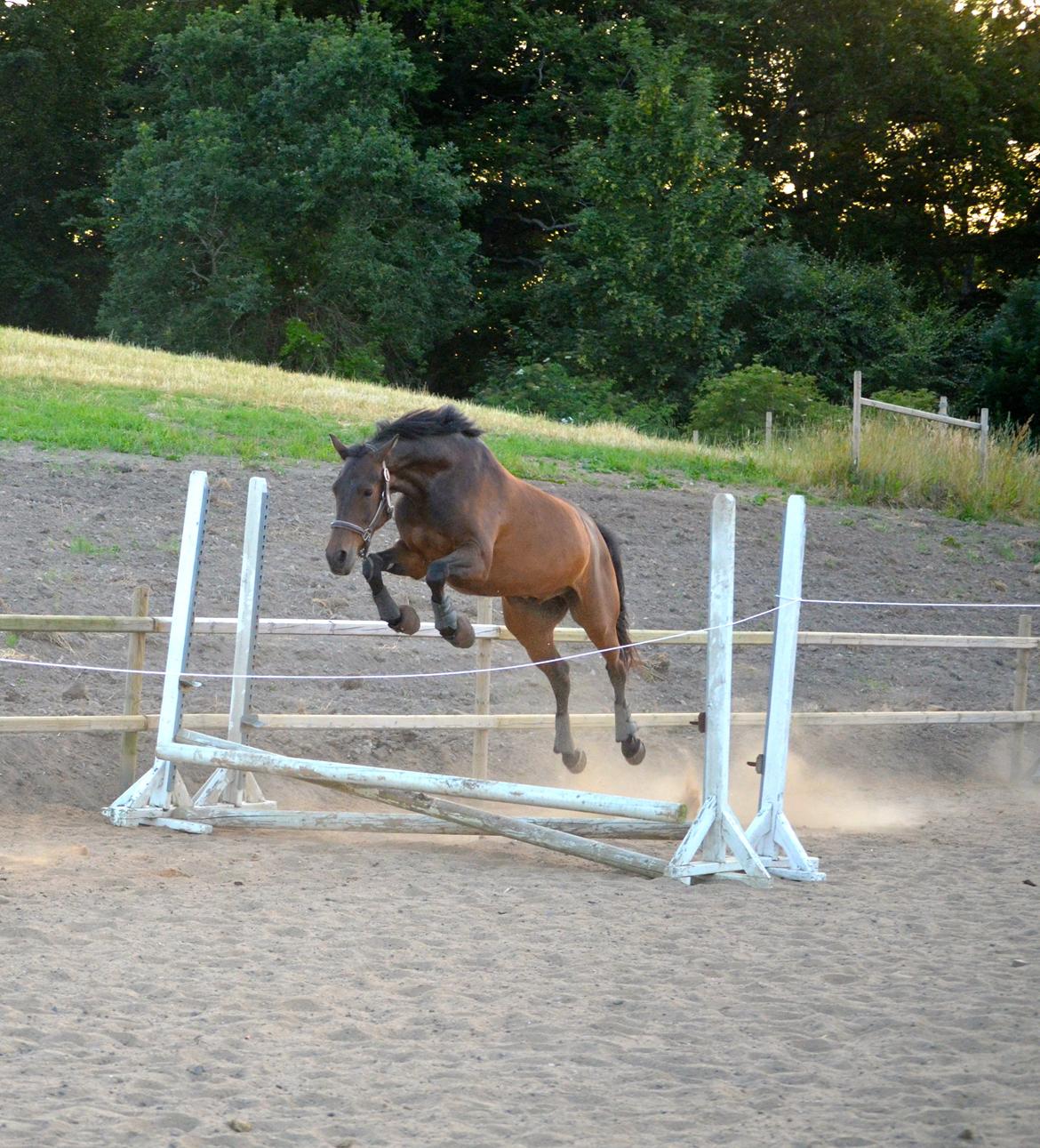 Welsh Cob (sec D) Albrechtshoeve Niels Cornelis - D 17 juli 2013 billede 25
