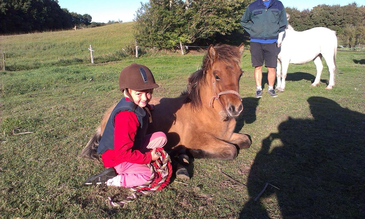 Islænder Vorperla fra Bjergby - Smukke smukke Vorperla, med Annika på 5 år. Vi vækkede hende på marken, men det var ikke med vilje ;) billede 2