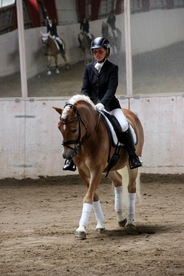Haflinger Sarotti - DM 2013 billede 11