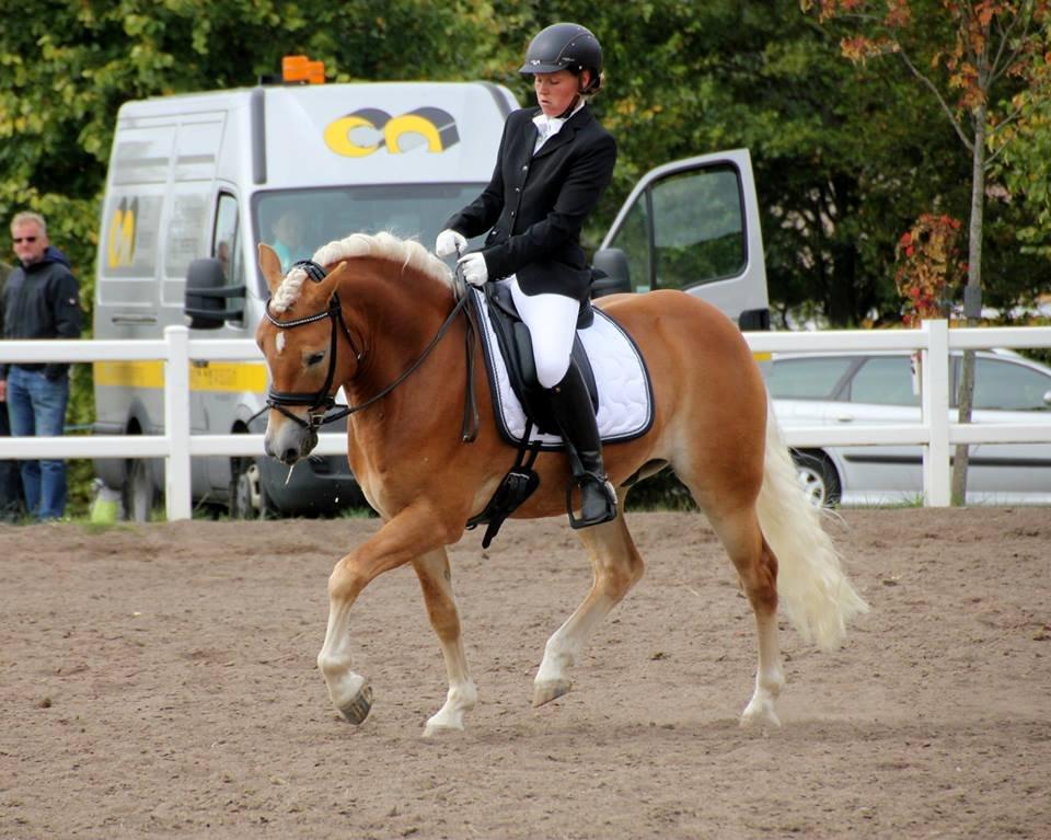 Haflinger Sarotti - DM 2013  billede 22